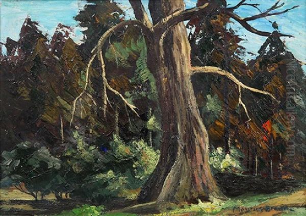 A Large Tree By A Path - view 1