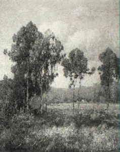 Forest Clearing Forest Clearing