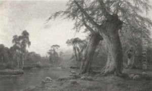Forest Giants