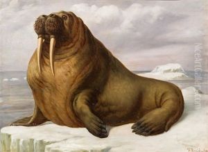 Walross by Theodor Breitwieser