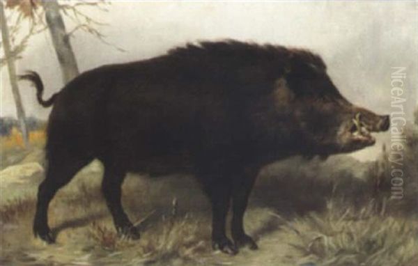 Ein Wildschwein - view 1