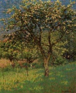 Arbres Fleuris Arbres Fleuris