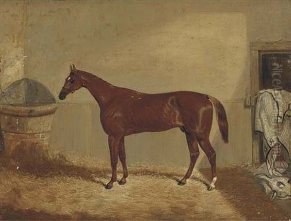 The Derby Winner "daniel O'rourke" In A Stable - view 1