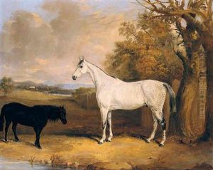 The "baron", A Dapple Grey Hunter, With "tom Thumb", A Black Pony, In A Field