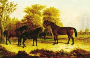 Horses In A Pasture Horses In A Pasture
