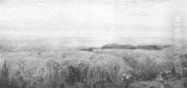 Daisy Field - view 1
