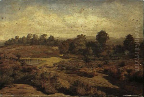 Heathland - view 1