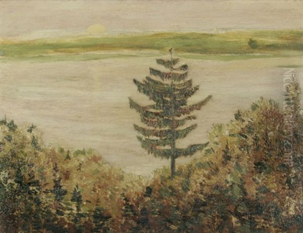 Tanne Am Ufer Des Pilsensees - view 1