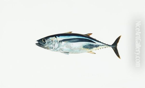 Albacore - view 1