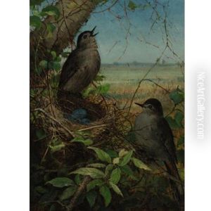 Thrushes Nest