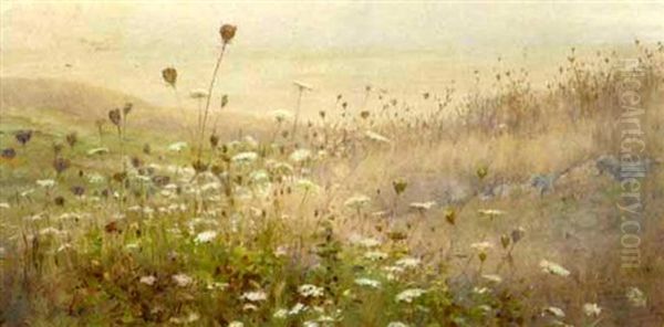 Field Of Queen Anne's Lace In An Extensive Landscape - view 1
