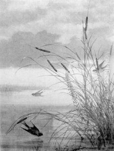 Barn Swallows And Cat Tails