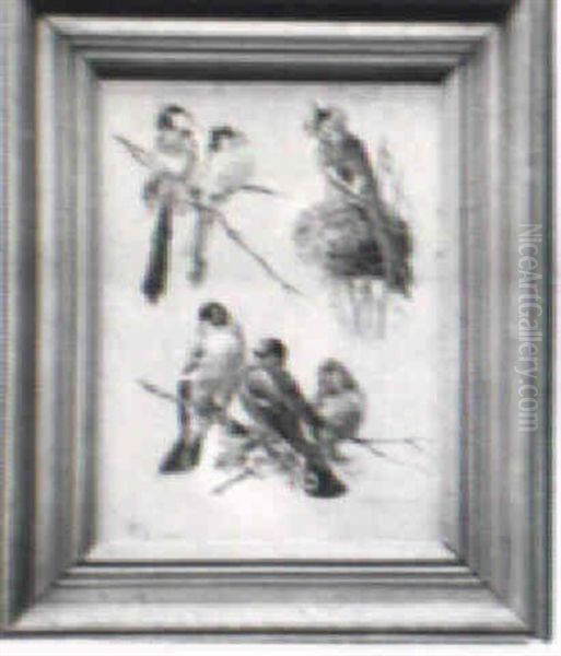 Study Of Birds - view 1