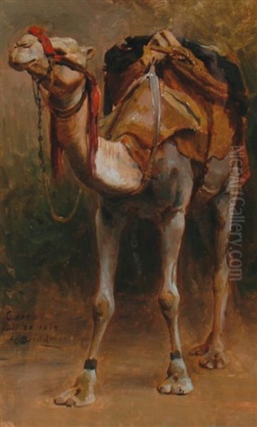 Study Of A Camel - view 1