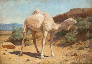 Le Dromadaire Blanc