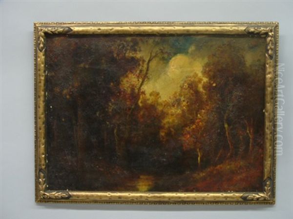 Dark Forest - view 1