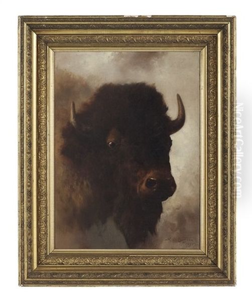 Portrait Of A Highland Cow - view 1
