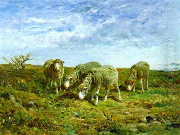 Moutons Dans La Lande - view 1