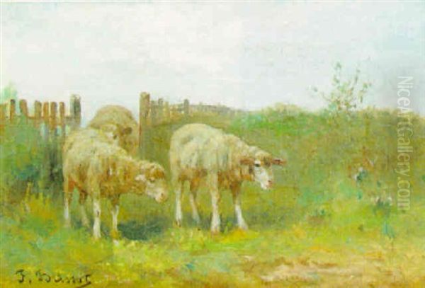 Moutons Dans L'enclos - view 1