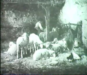 Sheep In A Stable