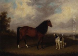 A Grey With A Dog In A Parkland
