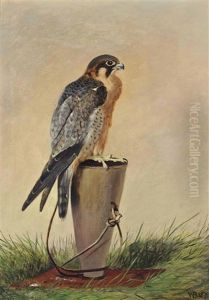 A Red Naped Shaheen Falcon A Red Naped Shaheen Falcon