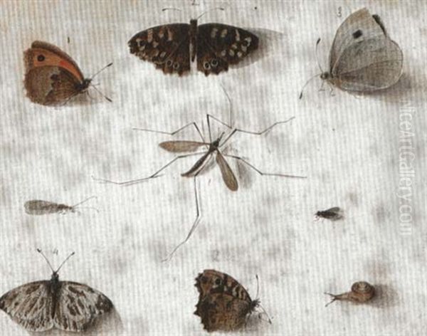 Insects - view 1