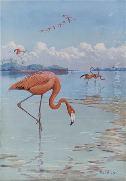 Flamingos - view 1