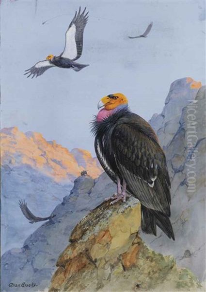 Auks And Their Northland Neighbors - view 1