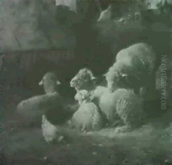 Schafe Vor Einer Futteraufe In Sonnendurchfluteter Scheune - view 1
