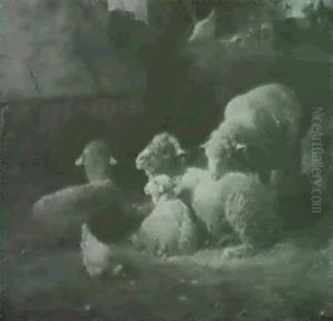 Schafe Vor Einer Futteraufe In Sonnendurchfluteter Scheune