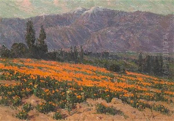 Golden Poppy Field, Pasadena, California - view 1