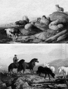 Scotch Sheep On The Hillside
