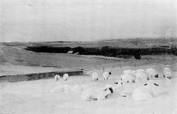 Rural Landscape With Sheep - view 1