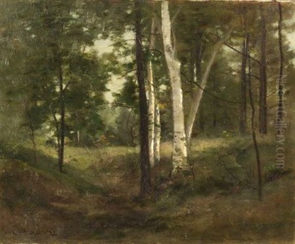 Quiet Grove With Birch Trees - view 1