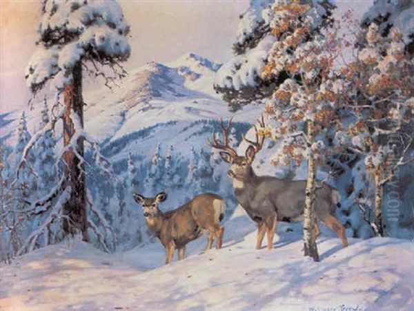 Deer In The High Country - view 1