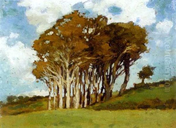 Cluster Of Trees - view 1