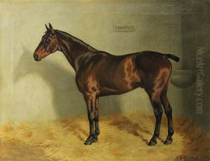 Charmer, 1904