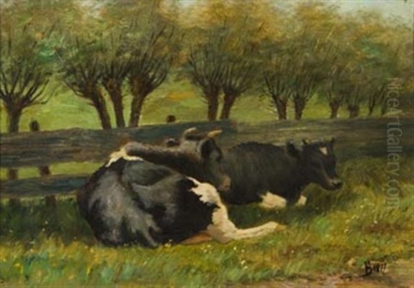 Cows Lying Down - view 1