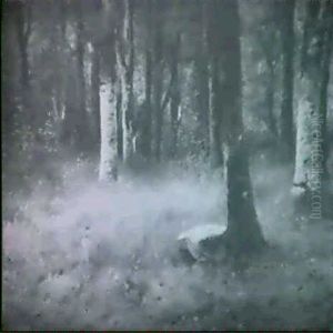 The Birch Forest