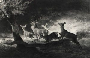 Rotwild Im Waldesinneren by Georg Brunner