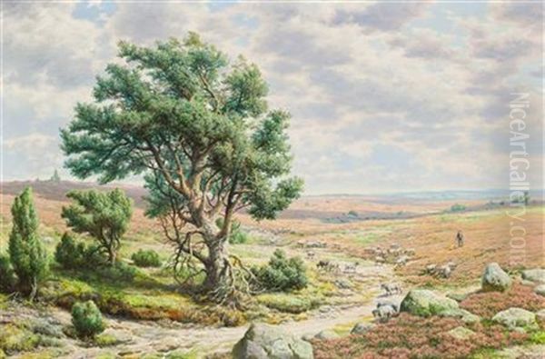 Sheep Grazing On Heathland - view 1
