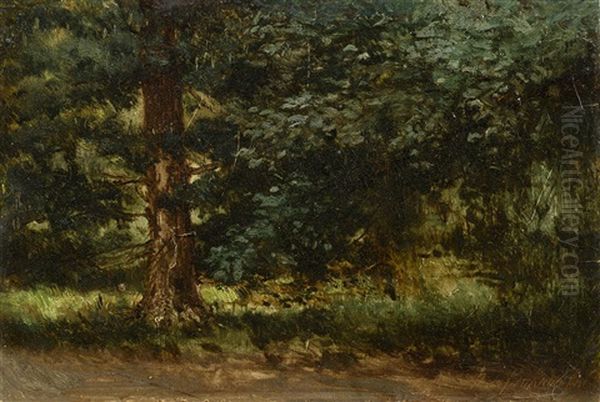 Forest - view 1