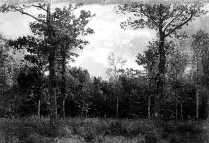Waldlichtung Im Webicht Bei Weimar