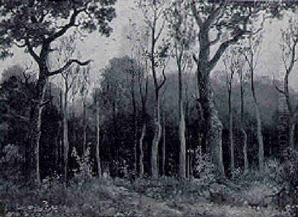 Waldweg Mit Rehen Im Webicht - view 1