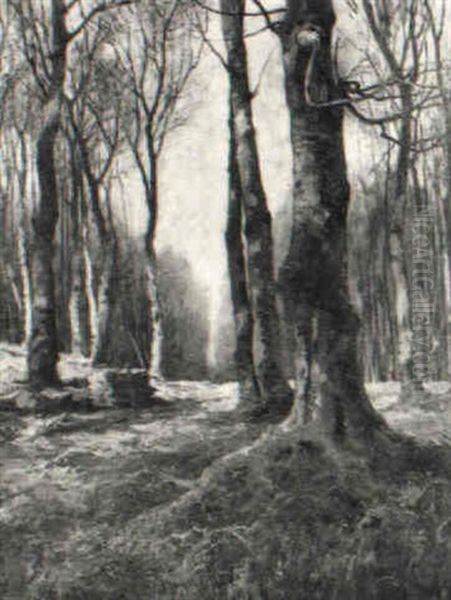 Waldlandschaft - view 1