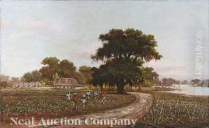 Picking Cotton, Louisiana Plantation Scene
