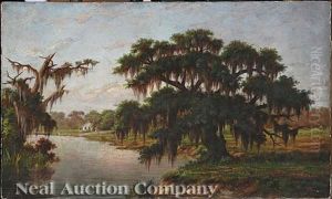 Live Oak Along The Bayou