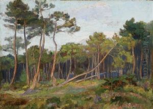 Etude De Pins Au Soleil Couchant