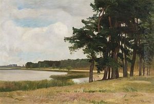 Kiefern Am See